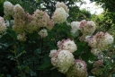 rośliny ozdobne - Hortensja bukietowa Silver Dollar (Hydrangea paniculata) /C2 *K17