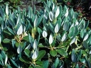 sadzonki -  Rhododendron sphaeroblastum var. wumengense Różanecznik /C4