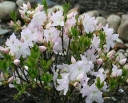 rośliny ogrodowe -  Rhododendron vaseyi WHITE FIND Różanecznik, Azalia /C5