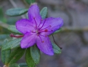 sklep ogrodniczy -  Rhododendron violaceum Różanecznik /C2