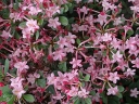 sklep ogrodniczy - Rhododendron viscosum WATERGIRL in.Azalia bagienna C5/40-50cm