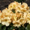 sadzonki -  Rhododendron wardii GOLDKOLLIER Różanecznik /C5