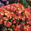 rośliny ogrodowe -  Rhododendron yakushimanum BARBARELLA Różanecznik C5/30-40cm *K19