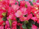 sadzonki - Rhododendron yakushimanum BARBARELLA Różanecznik C5/30-40cm *K19