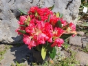 sklep ogrodniczy - Rhododendron yakushimanum BARBARELLA Różanecznik C5/30-40cm *K19