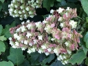 sadzonki -  Hortensja dębolistna SNOWCICLE Hydrangea quercifolia /C5 *K10