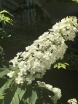 sadzonki - Hortensja dębolistna SNOWCICLE Hydrangea quercifolia /C5 *K10