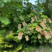 sklep ogrodniczy - Hortensja dębolistna SNOWCICLE Hydrangea quercifolia /C5 *K10