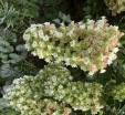 sadzonki - Hortensja dębolistna SNOWCICLE Hydrangea quercifolia /C5 *K10
