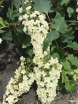 rośliny ogrodowe - Hortensja dębolistna SNOWCICLE Hydrangea quercifolia /C5 *K10