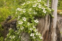 sadzonki - Dereń zadarniający kanadyjski (Cornus canadensis) /C3