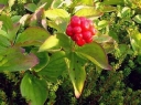 sadzonki - Dereń zadarniający kanadyjski (Cornus canadensis) /C3