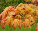 rośliny ogrodowe -  Klon palmowy Katsura (Acer palmatum Katsura) C4/60-80cm