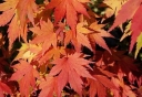 sadzonki -  Klon palmowy Orange Dream (Acer palmatum Orange Dream)