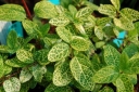 sadzonki - Wiciokrzew japoński Aureoreticulata (Lonicera japonica Aureoreticulata) C2