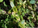 rośliny ozdobne - Wiciokrzew japoński Aureoreticulata (Lonicera japonica Aureoreticulata) C2