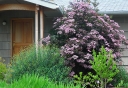 rośliny ogrodowe - Bez czarny BLACK TOWER (Sambucus nigra) C5/60-80cm *23