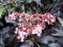 rośliny ozdobne - Bez czarny BLACK TOWER (Sambucus nigra) C5/60-80cm *23