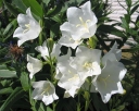 sadzonki -  Dzwonek brzoskwiniolistny Alba (Campanula persicifolia Alba)