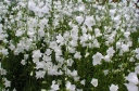 rośliny ogrodowe - Dzwonek brzoskwiniolistny Alba (Campanula persicifolia Alba)