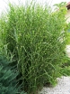 rośliny ogrodowe - Miskant Żyrafa (Miscanthus sinensis Giraffe) C2,5