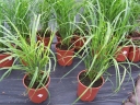 rośliny ogrodowe - Miskant Żyrafa (Miscanthus sinensis Giraffe) C2,5
