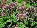 sklep ogrodniczy -  Oregano (syn. Lebiodka Pospolita, Origanum vulgare) P11 *7