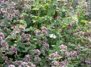 sklep ogrodniczy - Oregano (syn. Lebiodka Pospolita, Origanum vulgare) P11 *7