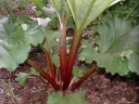 sklep ogrodniczy -  Rabarbar ogrodowy (Rzewień ogrodowy, Rheum) C1,5