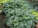 rośliny ogrodowe - Hosta Francee (Funkia Francee) C2-C3 *K7
