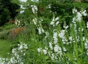 rośliny ozdobne - Odętka wirginijska Alba (Physostegia virginiana Alba)