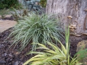 rośliny ogrodowe - Carex oshimensis Everest (Turzyca Everest) /C2 *K18