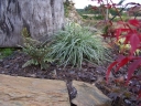 sklep ogrodniczy - Carex oshimensis Everest (Turzyca Everest) /C2 *K18