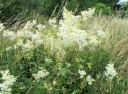 sadzonki - Wiązówka błotna (Filipendula ulmaria) P9 *K16