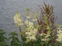 sadzonki - Wiązówka błotna (Filipendula ulmaria) P9 *K16
