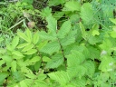 rośliny ozdobne - Wiązówka błotna (Filipendula ulmaria) P9 *K16