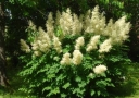 rośliny ogrodowe -  Parzydło leśne (Aruncus dioicus) C2 *K3