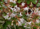 rośliny ozdobne -  Abelia Edward Goucher C2/10-20cm *T56