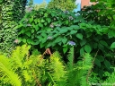 rośliny ogrodowe - Hortensja kosmata MACROPHYLLA (Hydrangea aspera) /C3 *T55