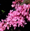 rośliny ozdobne -  Judaszowiec kanadyjski Hearts of Gold (Cercis canadensis) C4/1-1,2m *K9