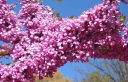 sadzonki - Judaszowiec kanadyjski Hearts of Gold (Cercis canadensis) C4/1-1,2m *K9