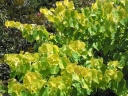 sadzonki - Judaszowiec kanadyjski Hearts of Gold (Cercis canadensis) C4/1-1,2m *K9