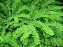 sklep ogrodniczy - Adiantum stopowate Imbricatum (Adiantum pedatum)