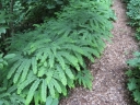 sklep ogrodniczy - Adiantum stopowate Imbricatum (Adiantum pedatum)
