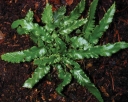 rośliny ozdobne - Języcznik zwyczajny (Phyllitis scolopendrium) /misa C4 *K9