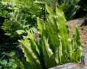 rośliny ogrodowe - Języcznik zwyczajny (Phyllitis scolopendrium) /misa C4 *K9