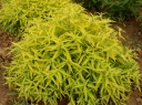 rośliny ozdobne - Barbula klandońska WORCESTER GOLD (Caryopteris clandonensis) /P15