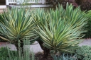rośliny ogrodowe -  Yucca gloriosa Variegata na pniu Juka /C5 *T38