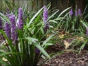 sadzonki - Liriope szafirkowata odm. Royal Purple (Liriope muscari var. Royal Purple) /P16 *45T