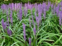 rośliny ozdobne - Liriope szafirkowata odm. Royal Purple (Liriope muscari var. Royal Purple) /P16 *45T